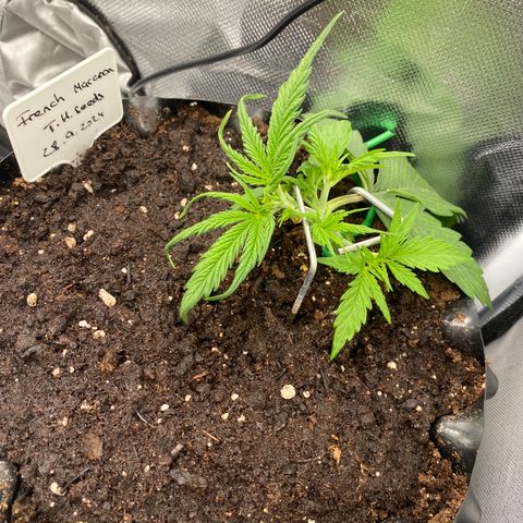 French Macaron growlog timeline photo