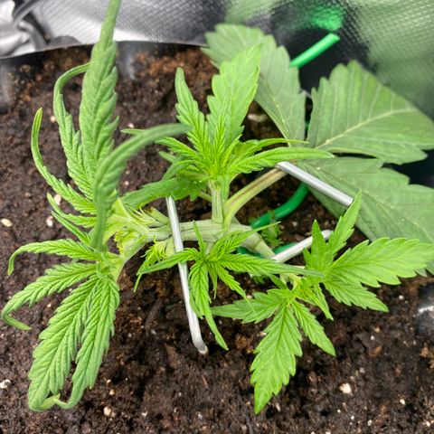 French Macaron growlog timeline photo