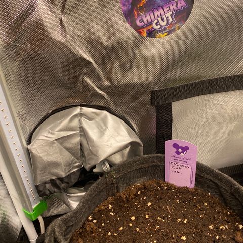 Chimera Cut growlog timeline photo