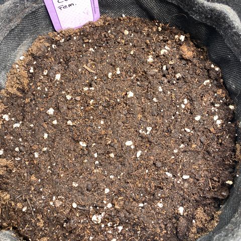 Chimera Cut growlog timeline photo