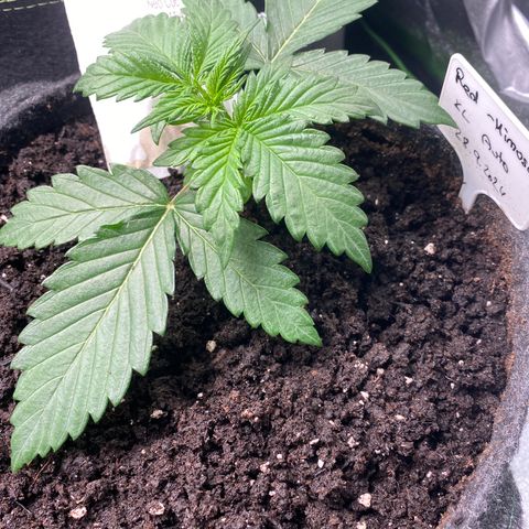 Red Mimosa XL Auto growlog timeline photo
