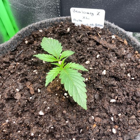 Jealousy Z XL growlog timeline photo