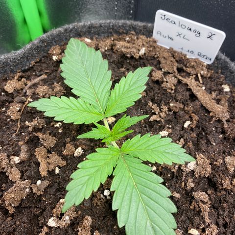Jealousy Z XL growlog timeline photo
