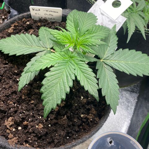 Red Mimosa XL Auto growlog timeline photo