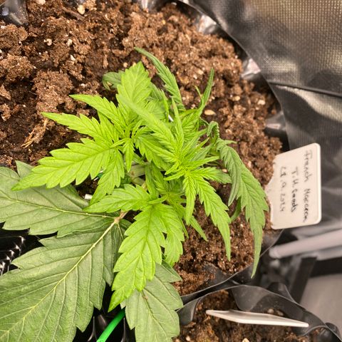 French Macaron growlog timeline photo