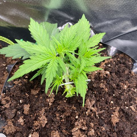 French Macaron growlog timeline photo