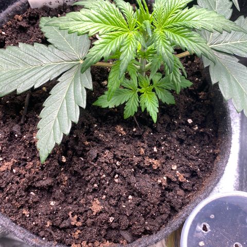Red Mimosa XL Auto growlog timeline photo