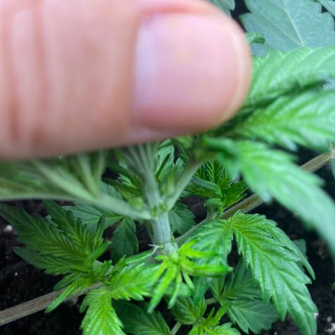 Red Mimosa XL Auto growlog timeline photo