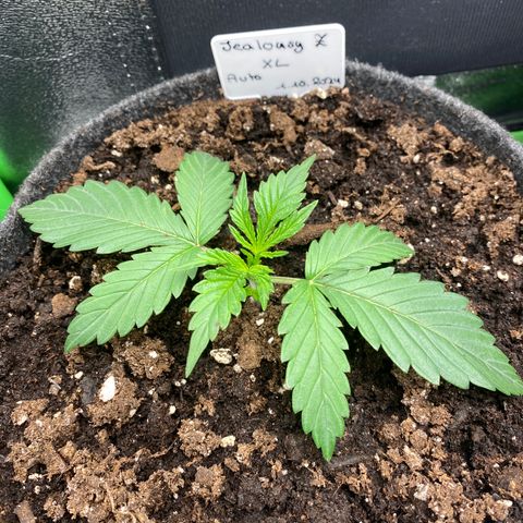 Jealousy Z XL growlog timeline photo