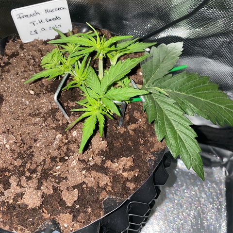 French Macaron growlog timeline photo