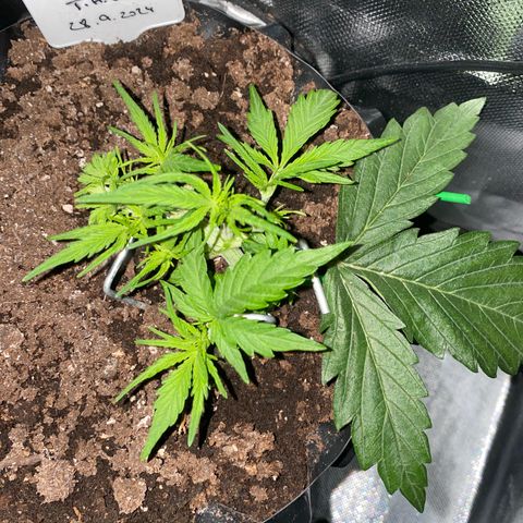 French Macaron growlog timeline photo