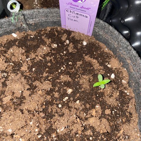 Chimera Cut growlog timeline photo