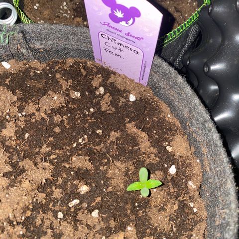 Chimera Cut growlog timeline photo