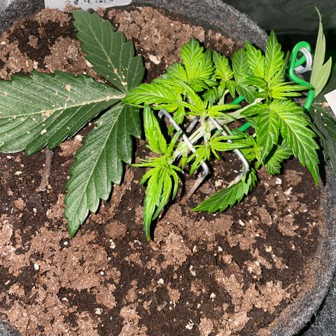 Red Mimosa XL Auto growlog timeline photo