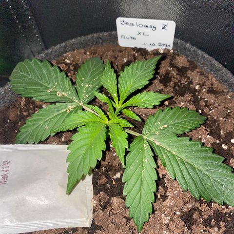 Jealousy Z XL growlog timeline photo