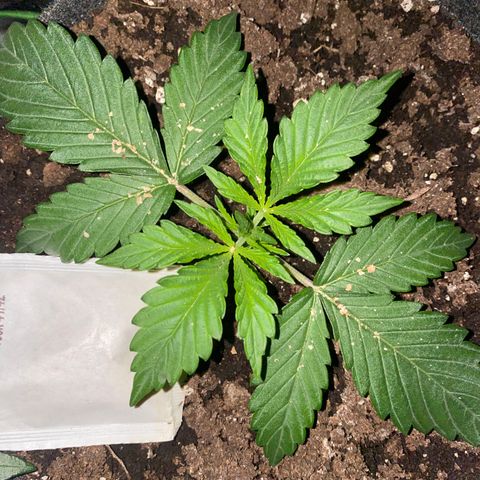 Jealousy Z XL growlog timeline photo