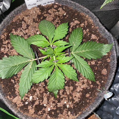 Jealousy Z XL growlog timeline photo