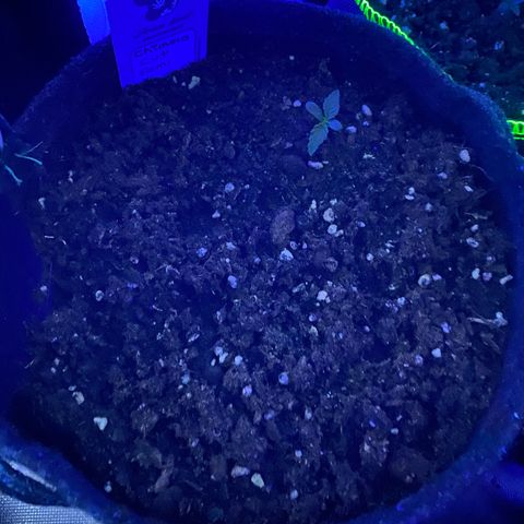 Chimera Cut growlog timeline photo