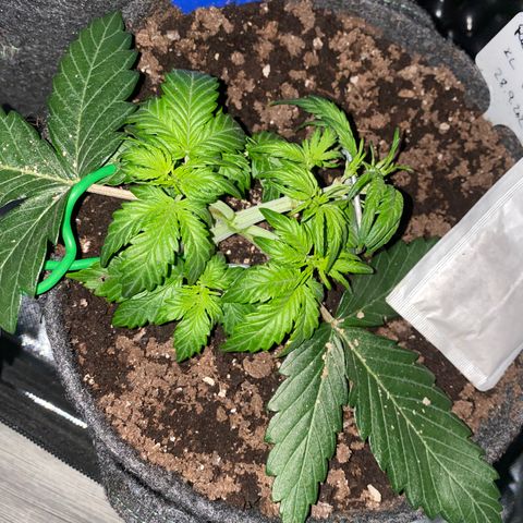Red Mimosa XL Auto growlog timeline photo