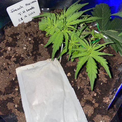 French Macaron growlog timeline photo