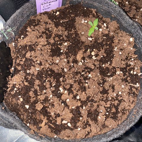 Chimera Cut growlog timeline photo