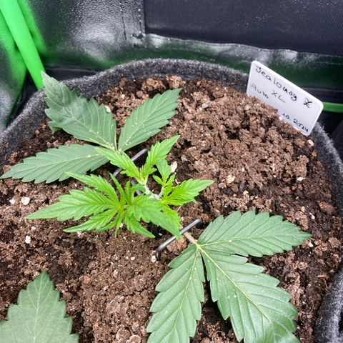 Jealousy Z XL growlog timeline photo