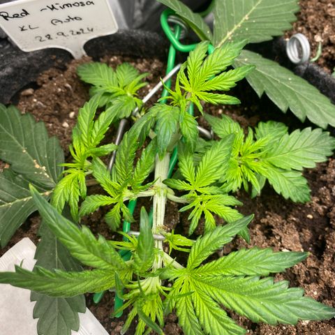 Red Mimosa XL Auto growlog timeline photo