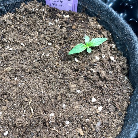 Chimera Cut growlog timeline photo