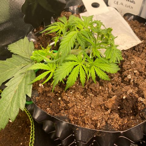 French Macaron growlog timeline photo