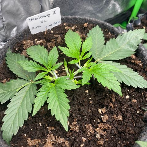 Jealousy Z XL growlog timeline photo
