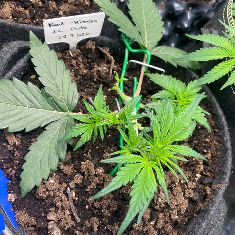 Red Mimosa XL Auto growlog timeline photo