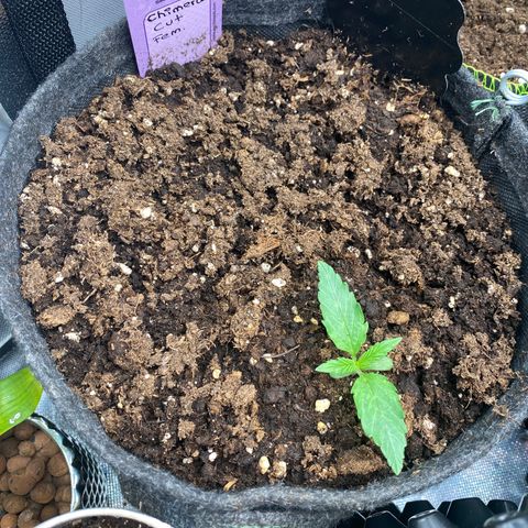 Chimera Cut growlog timeline photo