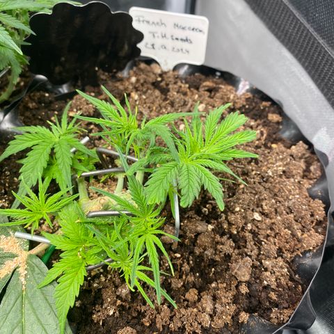 French Macaron growlog timeline photo