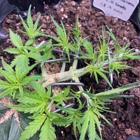 French Macaron growlog timeline photo