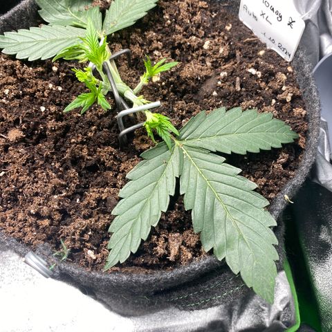 Jealousy Z XL growlog timeline photo