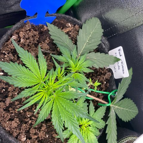 Red Mimosa XL Auto growlog timeline photo