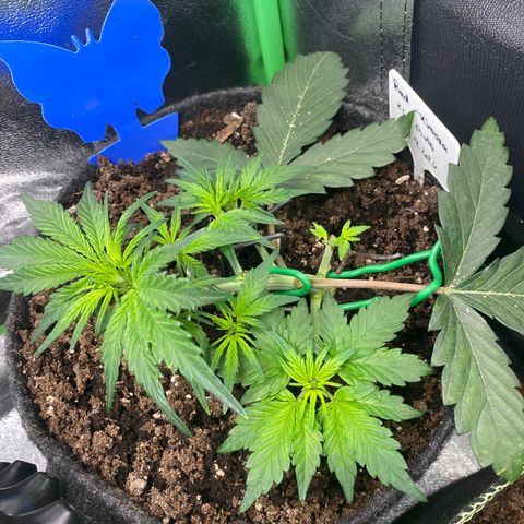 Red Mimosa XL Auto growlog timeline photo