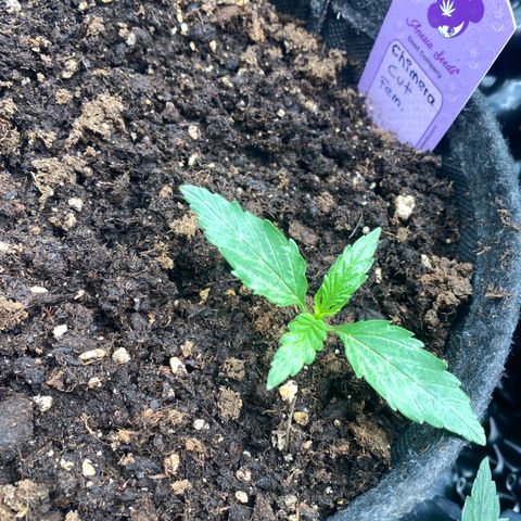 Chimera Cut growlog timeline photo