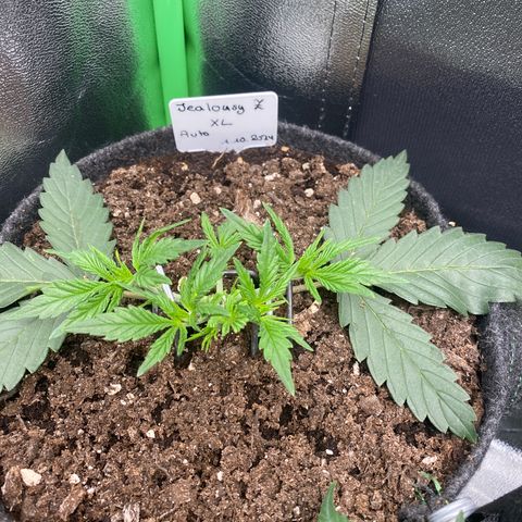 Jealousy Z XL growlog timeline photo