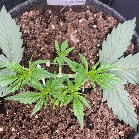 Jealousy Z XL growlog timeline photo