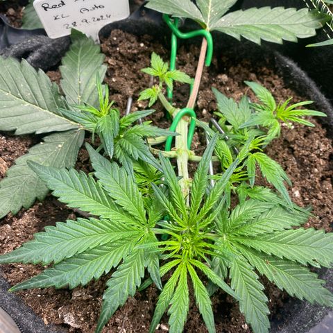Red Mimosa XL Auto growlog timeline photo