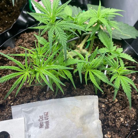 French Macaron growlog timeline photo