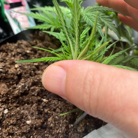 French Macaron growlog timeline photo