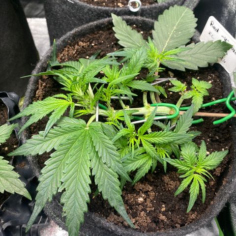 Red Mimosa XL Auto growlog timeline photo