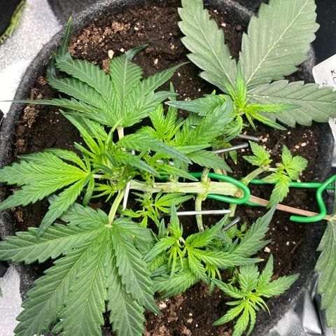 Red Mimosa XL Auto growlog timeline photo