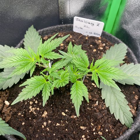 Jealousy Z XL growlog timeline photo