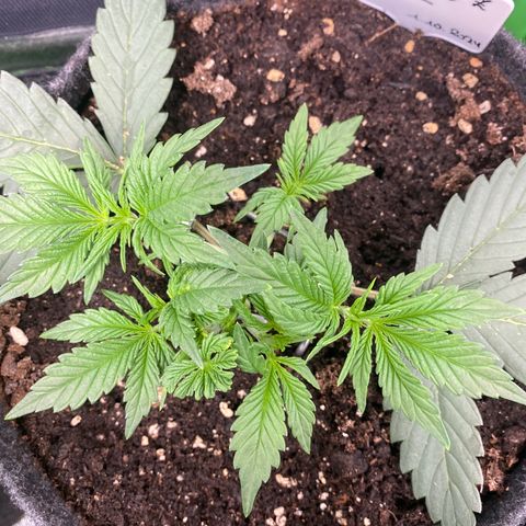 Jealousy Z XL growlog timeline photo