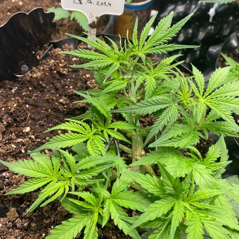 French Macaron growlog timeline photo