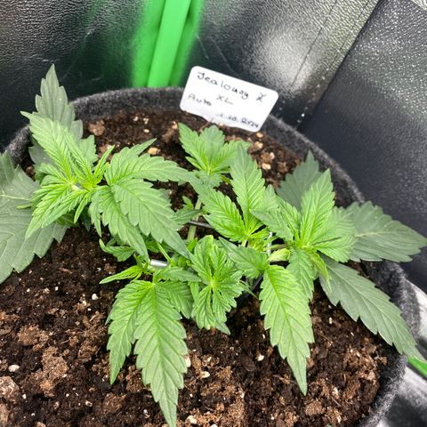 Jealousy Z XL growlog timeline photo
