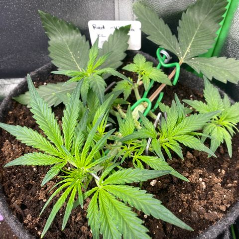 Red Mimosa XL Auto growlog timeline photo